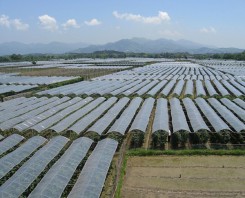 葡萄專(zhuān)用膜